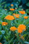 yellow flowers