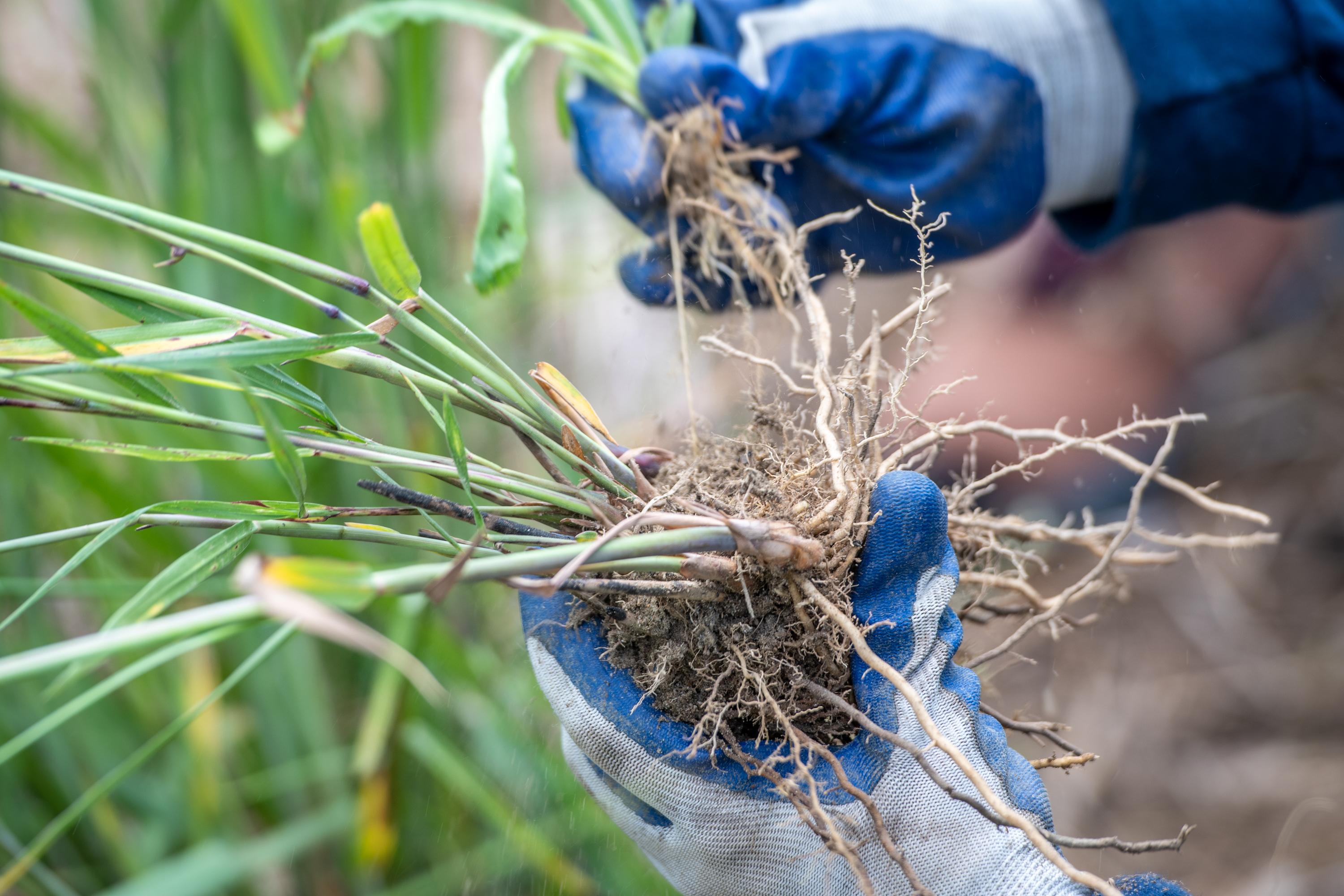Hands holding plant.