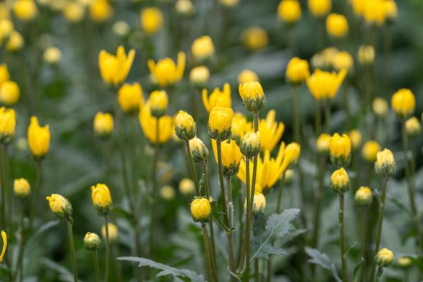 Field of flowers